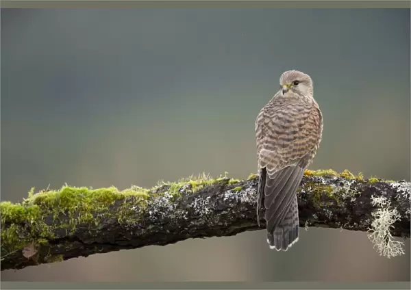 Common Kestrel (Falco tinnunculus) adult female, perched on branch, Scotland, January (captive)