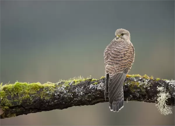 Common Kestrel (Falco tinnunculus) adult female, perched on branch, Scotland, January (captive)