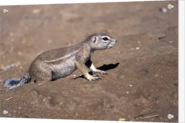 Ground Squirrel (Xerus inauris) Namibia
