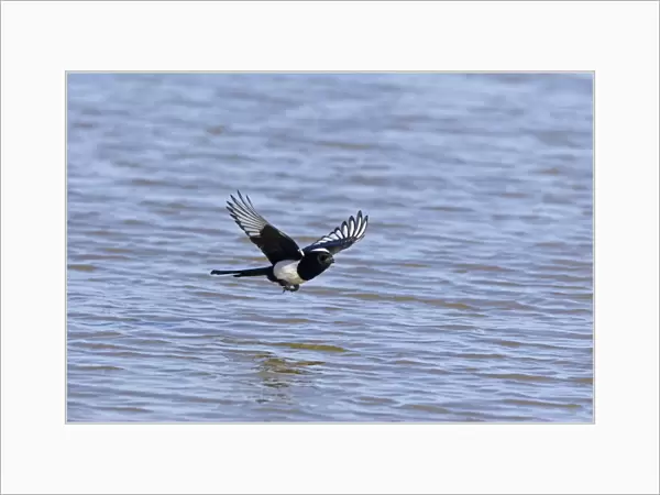 Common Magpie (Pica pica) adult, in flight over water, Minsmere RSPB Reserve, Suffolk, England, April