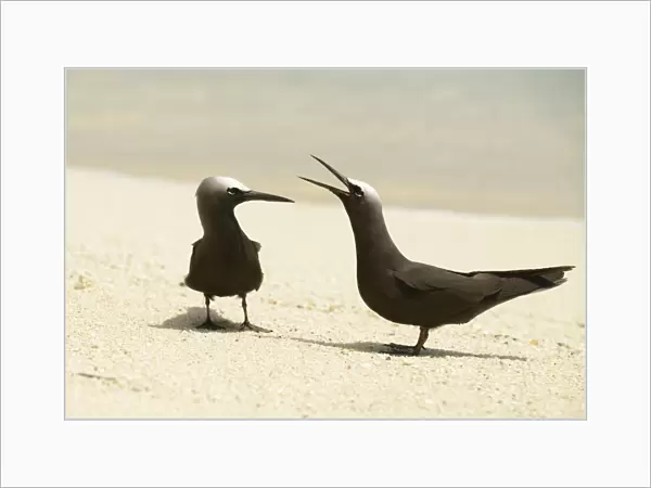 Black Noddy (Anous minutus) adult pair, calling, standing on sandy beach, Queensland, Australia, November