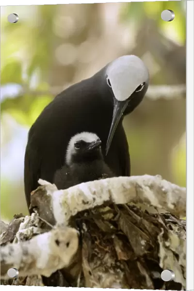 Black Noddy (Anous minutus) adult with chick, at nest on branch, Queensland, Australia, November