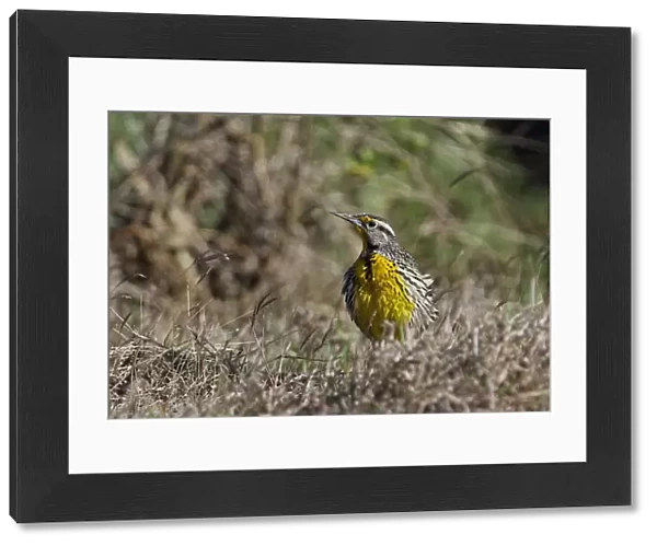 Eastern Meadowlark (Sturnella magna hippocrepis) adult, breeding plumage, with feathers puffed up, standing in grass