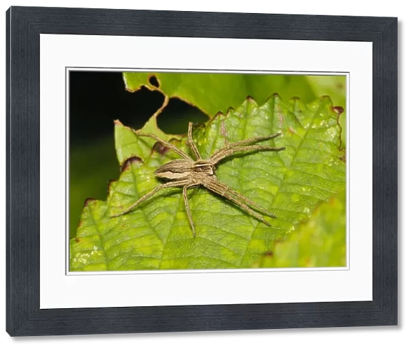 Nursery-web Spider (Pisaura mirabilis) adult, basking on leaf, Crossness Nature Reserve, Bexley, Kent, England