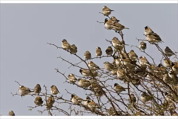 Cape Sparrow Passer melanurus adult males and females, flock perched in thorn bush, Kalahari Desert
