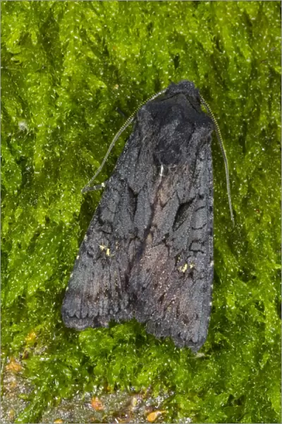 Black Rustic (Aporophyla nigra) adult, resting on moss, Powys, Wales, September