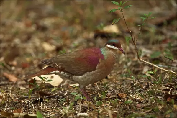 Key West Quail-dove (Geotrygon chrysia) adult, standing on forest floor, Zapata Peninsula, Matanzas Province, Cuba