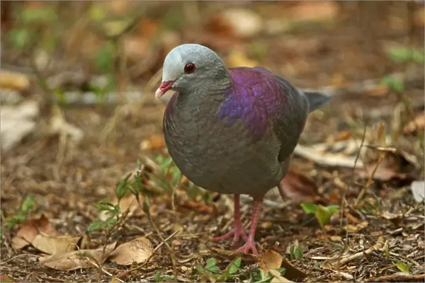 Grey-fronted Quail-dove (Geotrygon caniceps) adult, standing on forest floor, Zapata Peninsula, Matanzas Province