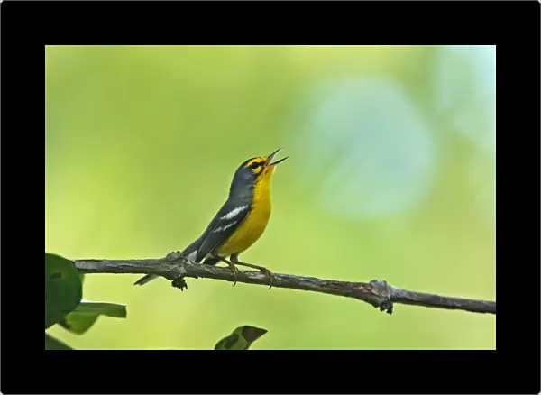 Saint Lucia Warbler (Setophaga delicata) adult, singing, perched on twig, Fond Doux Plantation, St