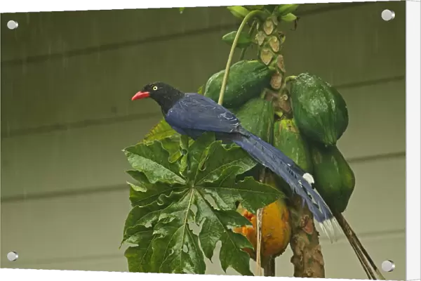 Taiwan Blue Magpie (Urocissa caerulea) adult, feeding on Papaya (Carica papaya) fruit during rainfall, Taiwan, April