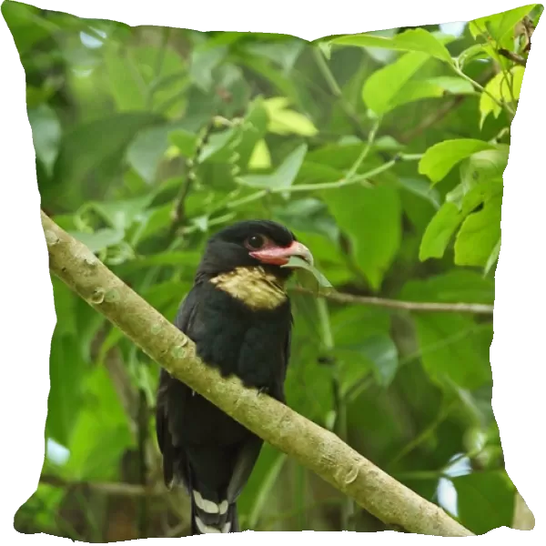 Dusky Broadbill (Corydon sumatranus laoensis) adult, with leaf in beak, perched on branch, Kaeng Krachan N. P
