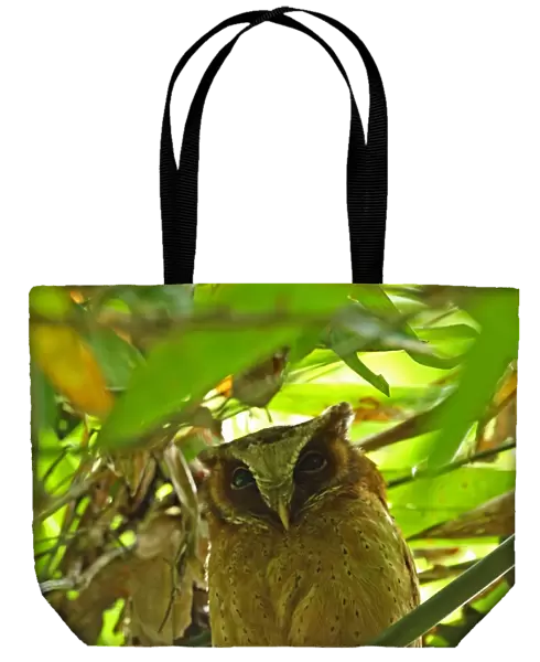 White-fronted Scops-owl (Otus sagittatus) adult, roosting in bamboo, Kaeng Krachan N. P. Thailand, May