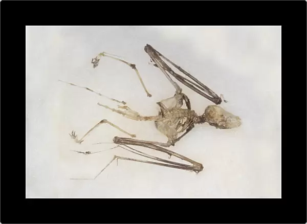 Common Pipistrelle (Pipistrellus pipistrellus) skeleton
