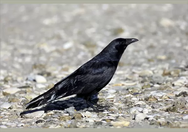 Fish Crow (Corvus ossifragus) adult, standing on beach, Sanibel Island, Florida, U. S. A. March