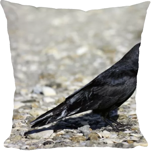 Fish Crow (Corvus ossifragus) adult, standing on beach, Sanibel Island, Florida, U. S. A. March