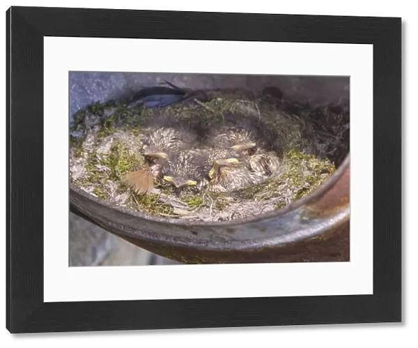 Spotted Flycatcher (Muscicapa striata) chicks, sitting at nest in old metal watering can, Whitewell, Lancashire