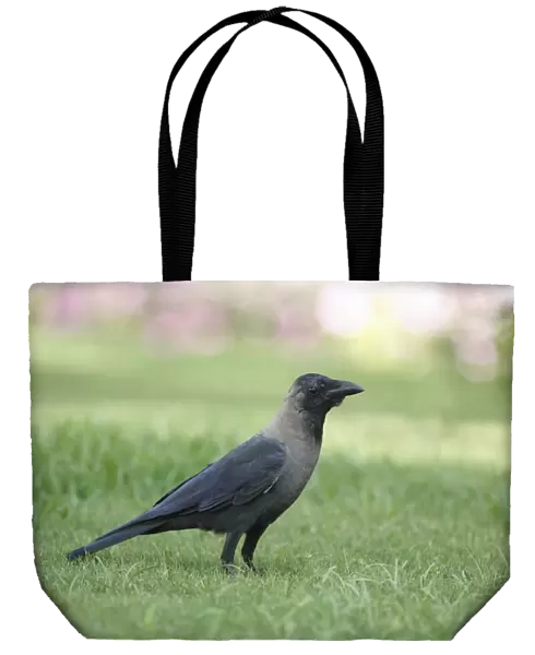 House Crow (Corvus splendens) adult, standing on grass, Goa, India, March
