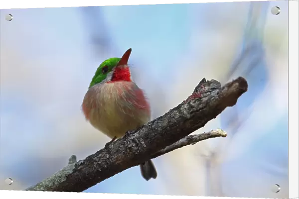 Broad-billed Tody (Todus subulatus) adult, perched on branch, Bahoruco Mountains N. P. Dominican Republic, January