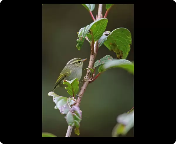 White-tailed Leaf-warbler (Phylloscopus davisoni davisoni) adult, perched on twig, Doi Inthanon N. P