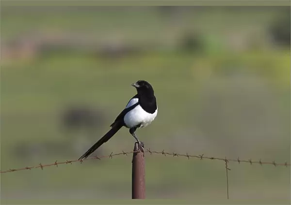 Common Magpie on barbed wire fence