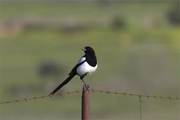 Common Magpie on barbed wire fence
