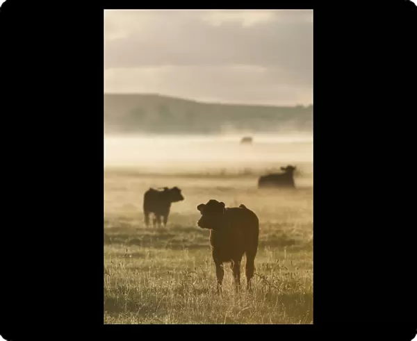 Domestic Cattle, cow and calves, silhouetted on coastal grazing marsh at sunrise, Elmley Marshes N. N. R