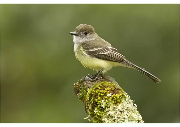 Pale-edged Flycatcher (Myiarchus cephalotes) adult, perched on stump in montane rainforest, Andes, Ecuador, November