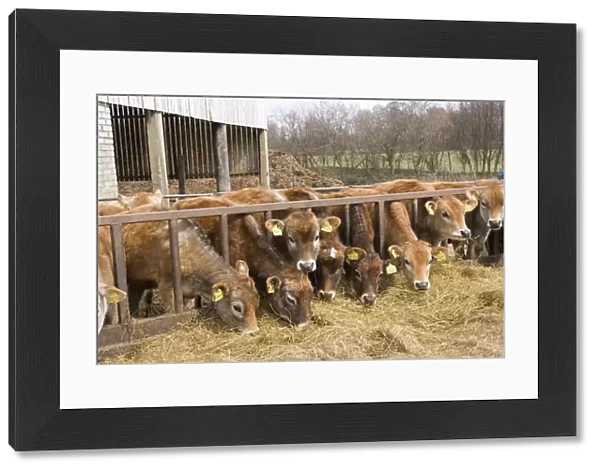 Domestic Cattle, Jersey calves, herd feeding at feed barrier in yard, England, April