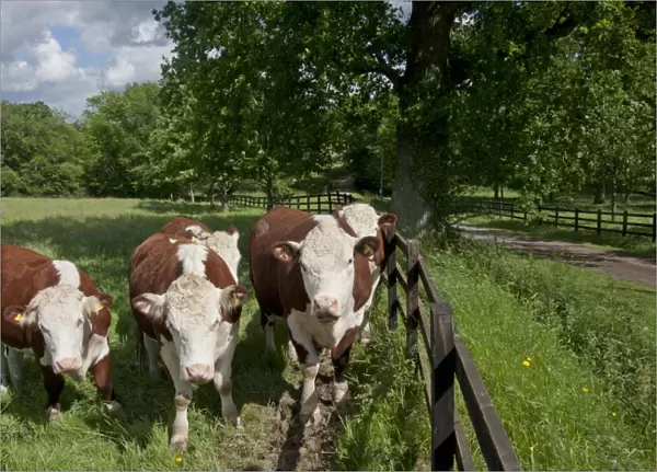 Domestic Cattle, Hereford cows, herd standing beside fence in pasture, Dunsfold Rhys, High Street Green, Chiddingfold