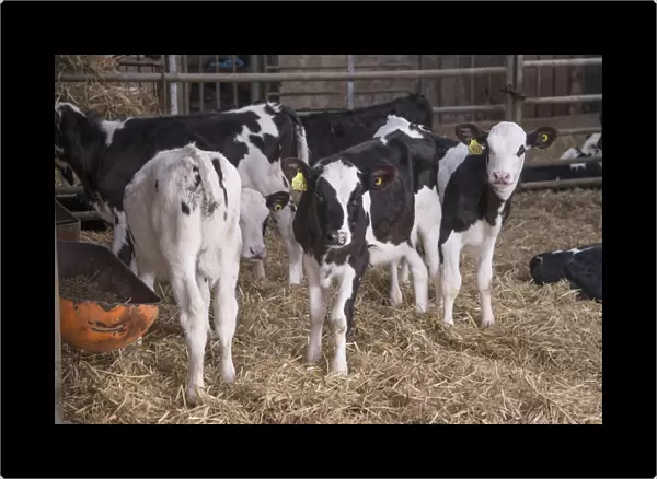 Domestic Cattle, Holstein calves, standing in straw yard, Mold, Flintshire, North Wales, December