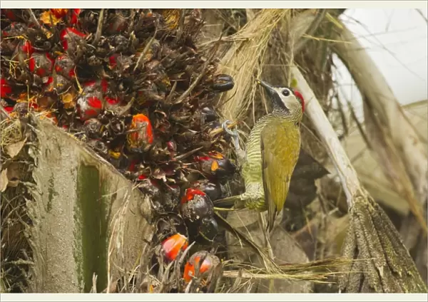 Golden-olive Woodpecker (Colaptes rubiginosus buenavistae) adult female, feeding in fruiting palm tree