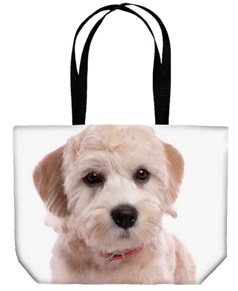 Domestic Dog, Dandie Dinmont Terrier, puppy, wearing collar, sitting