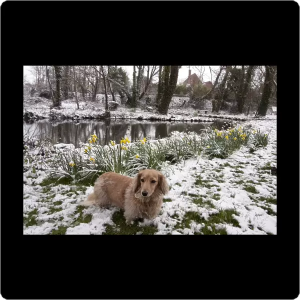 Domestic Dog, Long-haired Miniature Dachshund, adult male, standing on snow beside flowering daffodils and pond