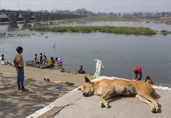 Domestic Dog, Pariah Dog, adult female, sleeping, with people washing in river, near Jabalpur, Madhya Pradesh, India
