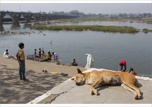Domestic Dog, Pariah Dog, adult female, sleeping, with people washing in river, near Jabalpur, Madhya Pradesh, India