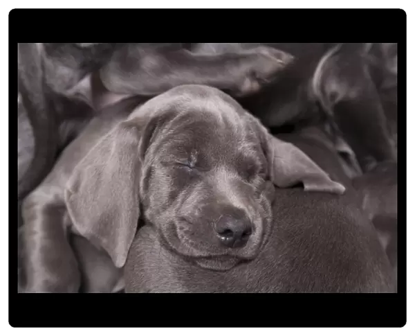Domestic Dog, Weimaraner, blue short-haired variety, puppies, sleeping