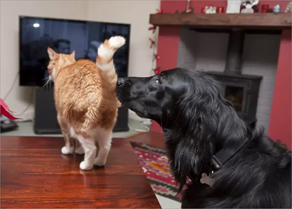Domestic Dog, Flat-coated Retriever, adult, sniffing Domestic Cat, ginger tabby, adult, standing on table in room