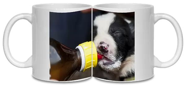 Domestic Dog, Border Collie, two-week old puppy, being fed milk from bottle, as result of large litter, England, March