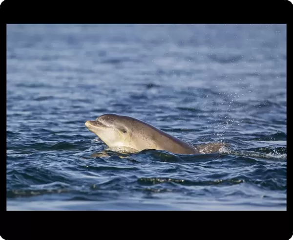 Common Bottlenose Dolphin (Tursiops truncatus) adult, emerging from sea, Moray Firth, Scotland, July