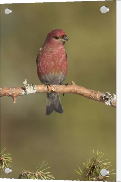 Pine Grosbeak (Pinicola enucleator) adult male, perched on twig, Finland, March