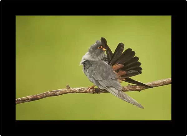 Red-footed Falcon (Falco vespertinus) adult male, straightening tail feathers during preening, perched on branch