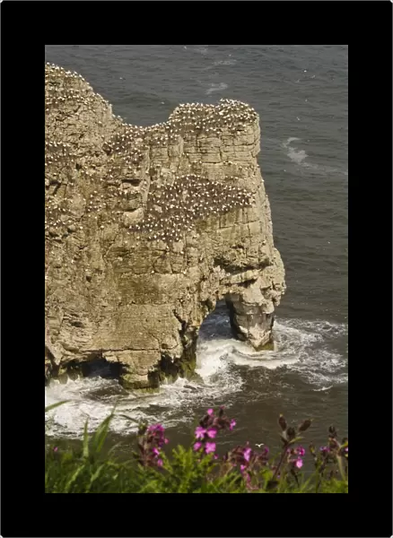 Northern Gannet (Morus bassanus) colony, nesting on cliffs over sea arch, with Red Campion (Silene dioica)