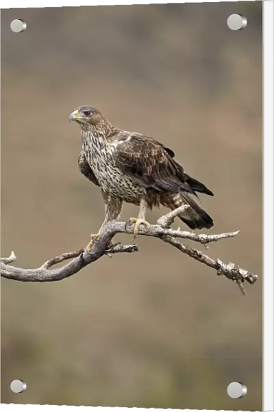 Bonellis Eagle (Aquila fasciata) immature female, third year plumage, perched on branch, Aragon, Spain, December