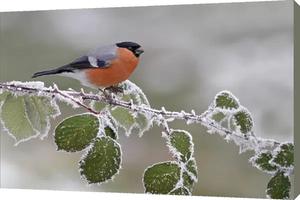 Eurasian Bullfinch (Pyrrhula pyrrhula) adult male, perched on frost covered bramble stem, Leicestershire, England