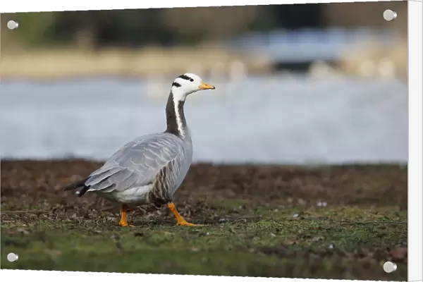 Bar-headed Goose (Anser indicus) adult, standing on grass by water, February (captive)