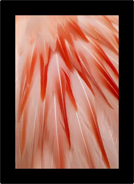 Chilean Flamingo (Phoenicopterus chilensis) adult, close-up of feathers, Durrell Wildlife Park (Jersey Zoo)