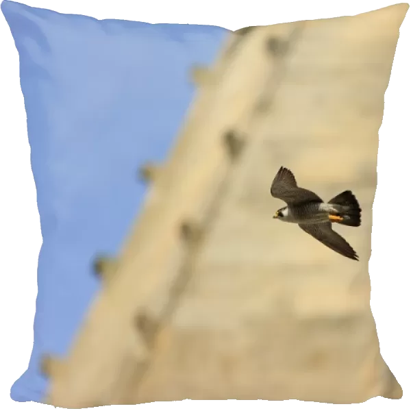 Peregrine Falcon (Falco peregrinus) adult, in flight, at cathedral nestsite, Norwich Cathedral, Norwich, Norfolk