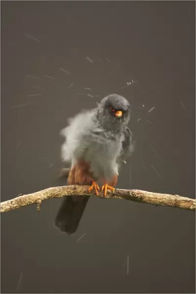 Red-footed Falcon (Falco vespertinus) adult male, shaking off excess water after heavy rain shower, perched on branch