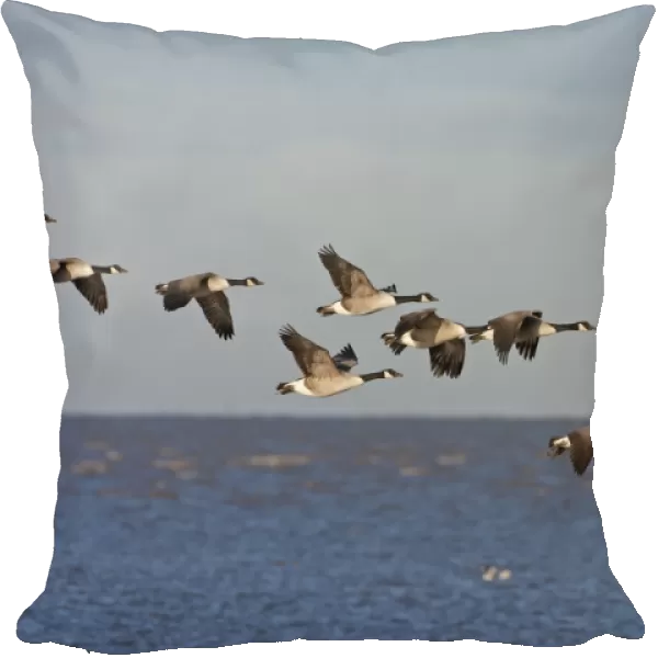Canada Goose (Branta canadensis) introduced species, flock, in flight over coast, Snettisham RSPB Reserve, Norfolk