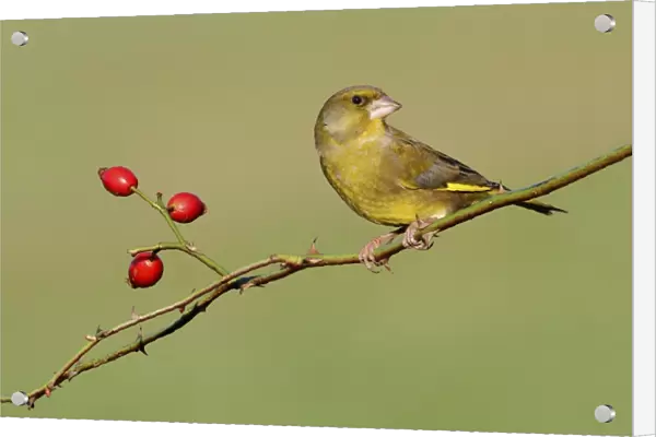 European Greenfinch (Carduelis chloris) adult male, perched on rose stem with rosehips, Leicestershire, England